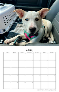 2025 Flying Fur Calendar